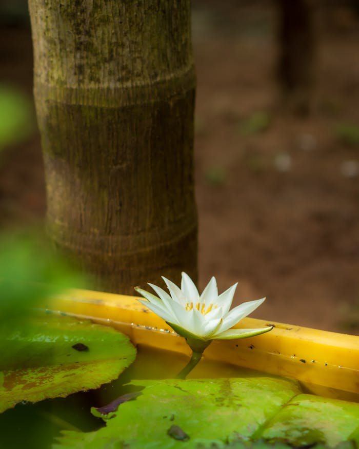 Water Lily